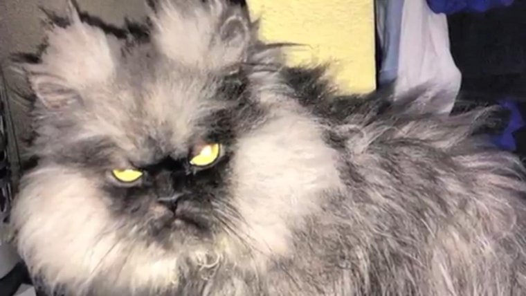 Злой пушистый кот