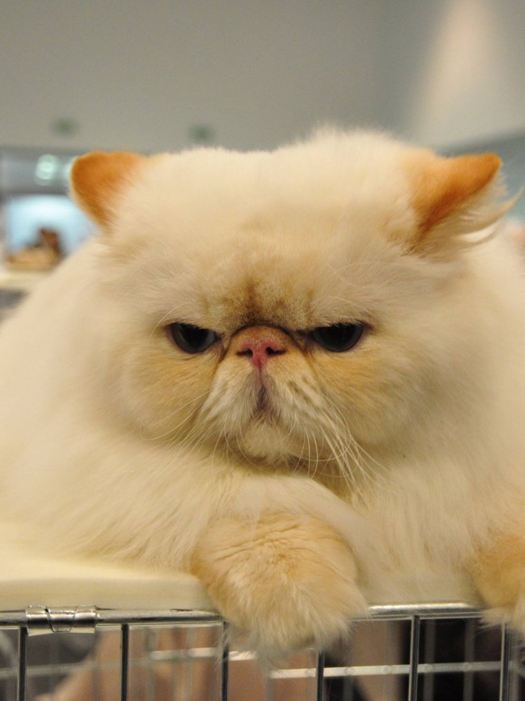 Кошка с поюстнутуй мордой