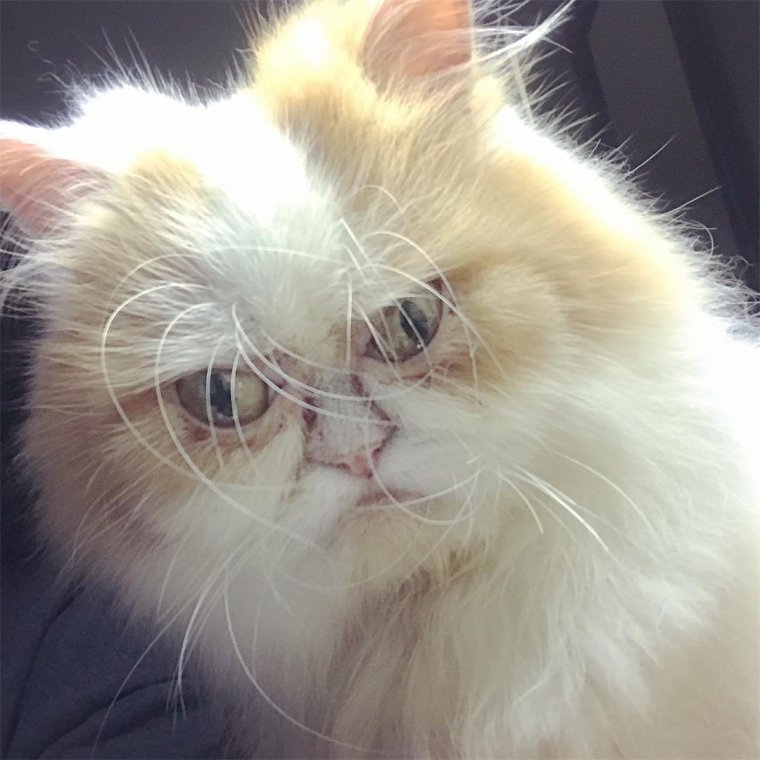 Недовольный котик