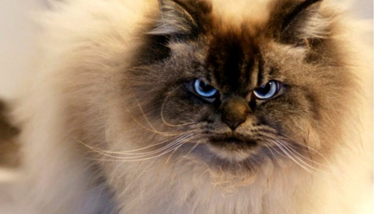 Кот Мерлин Рэгдолл порода