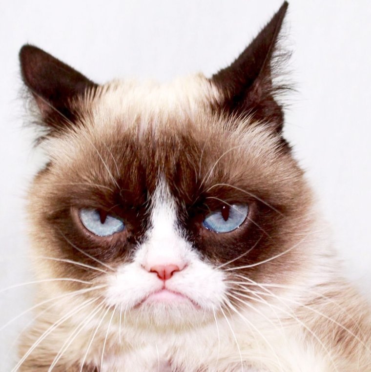 Недовольная мордочка