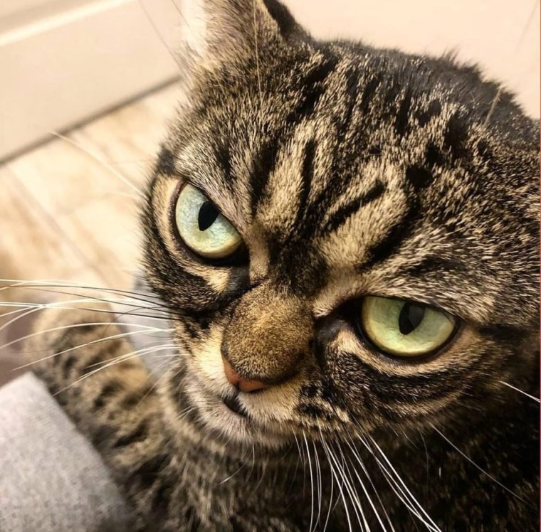 Недовольные морды котов