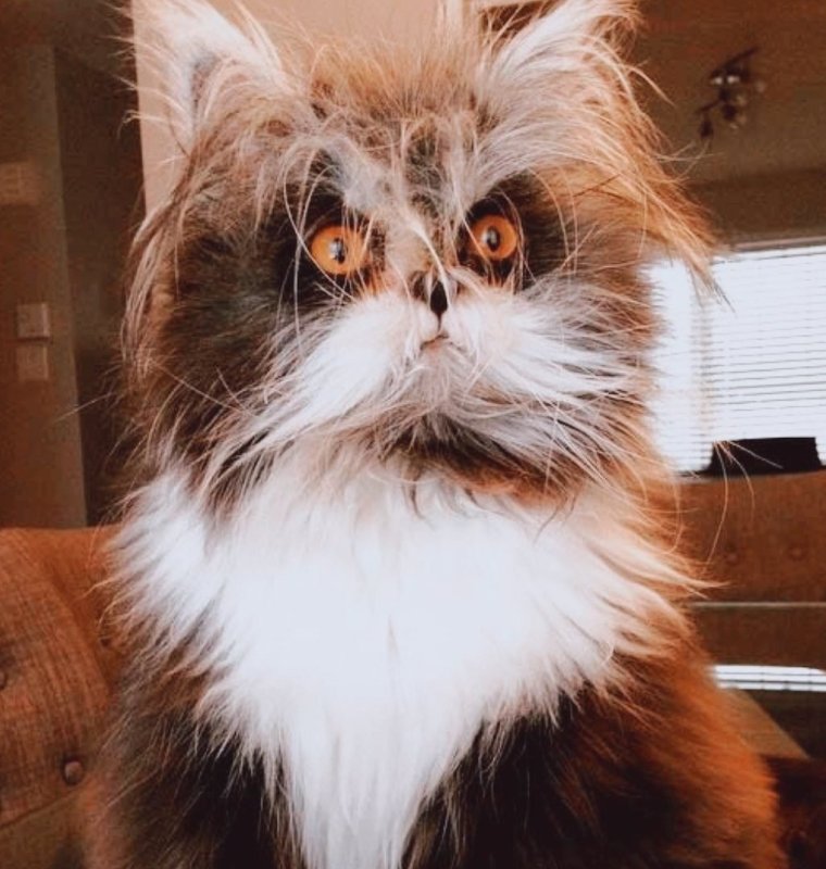 Страшный лохматый кот