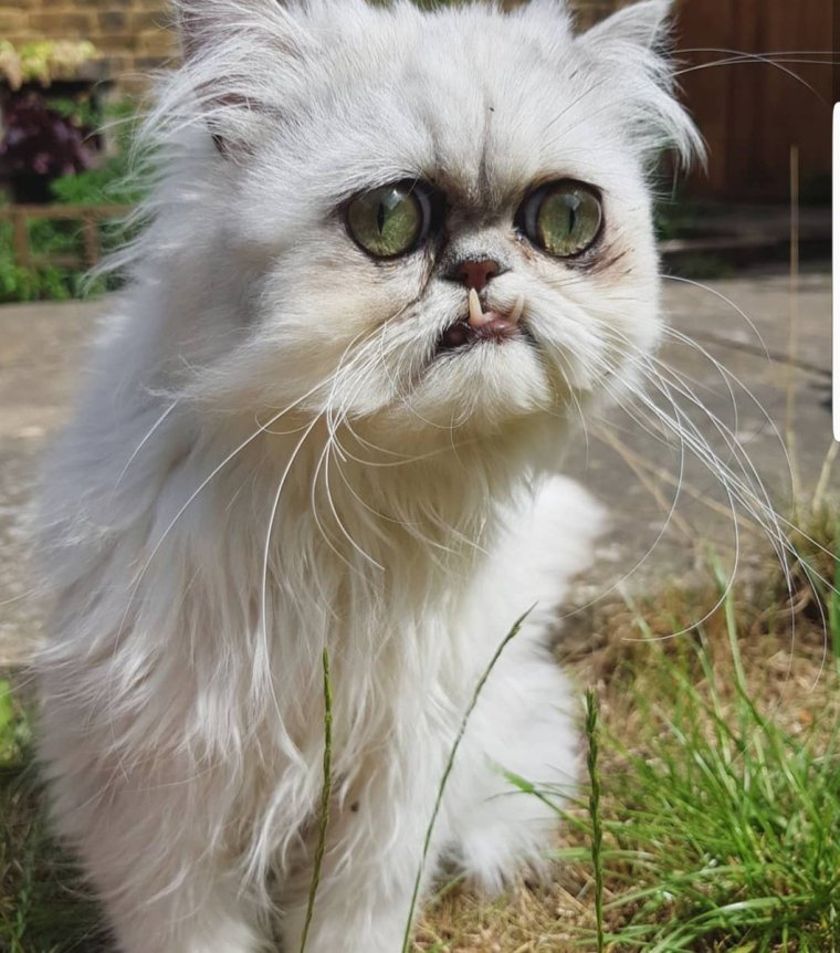 Персидская шиншилла кот Уилфред