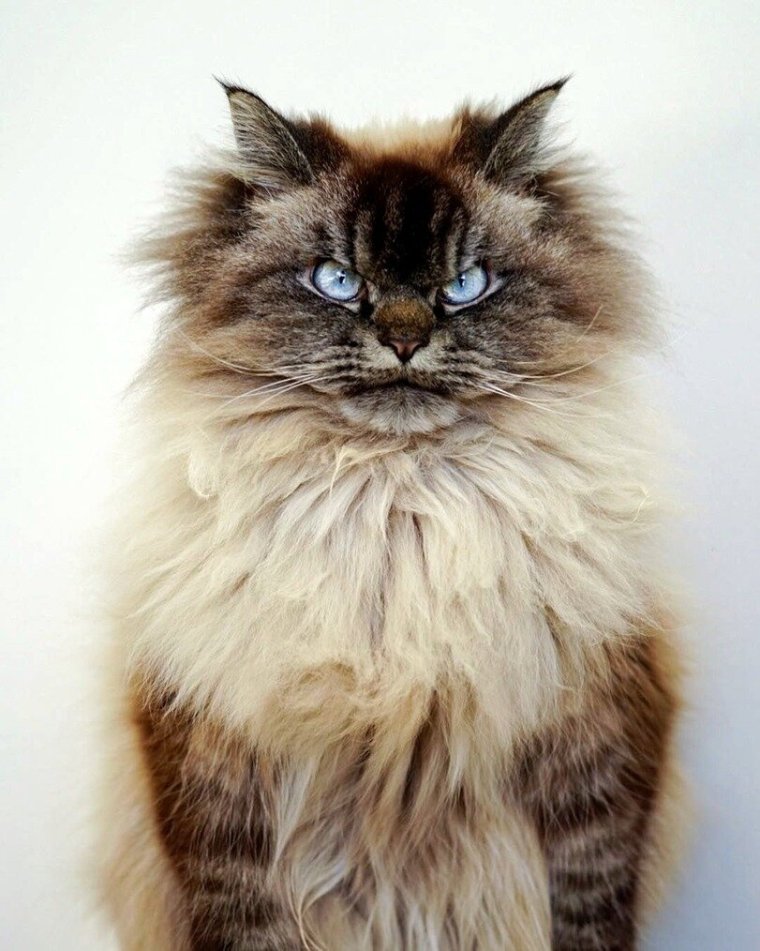 Мерлин Рэгдолл