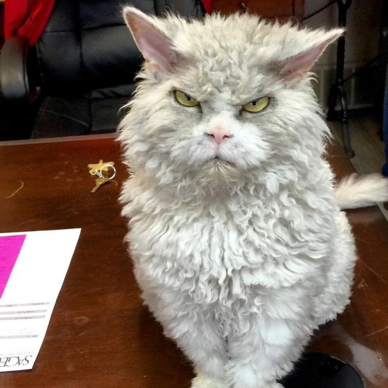 Суровый кот