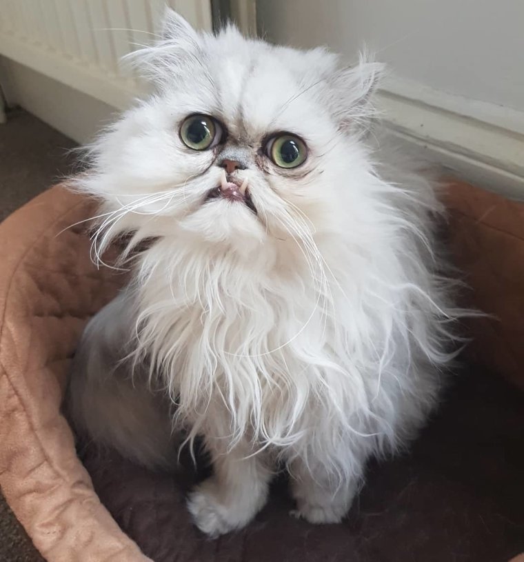 Кот Персидская шиншилла Вилфред