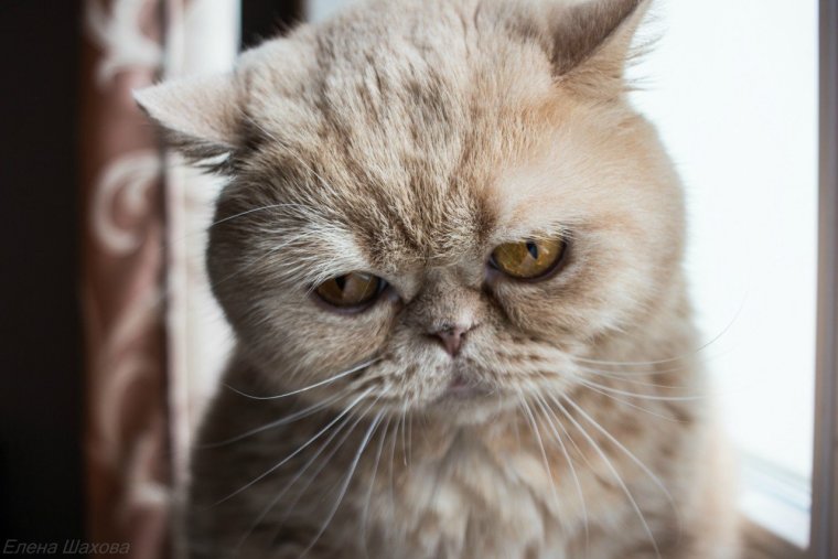 Недовольная морда