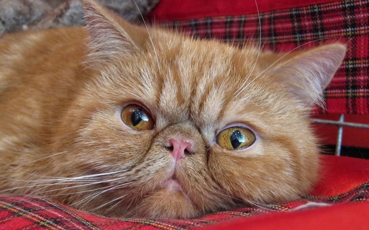 Экзот кошка рыжая
