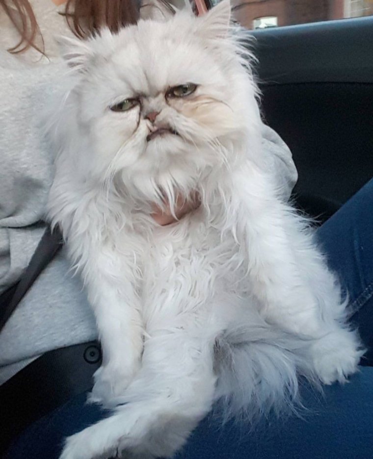 Персидская шиншилла Вилфред