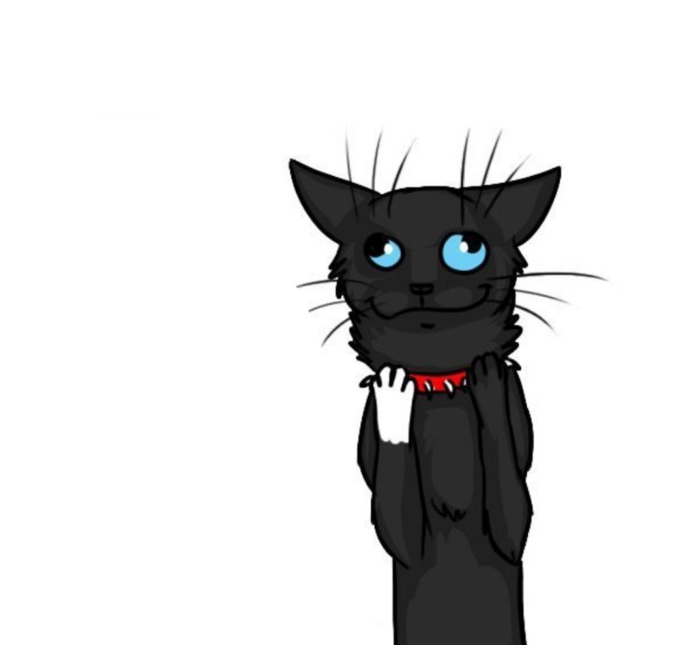 Меме коты Воители Бич