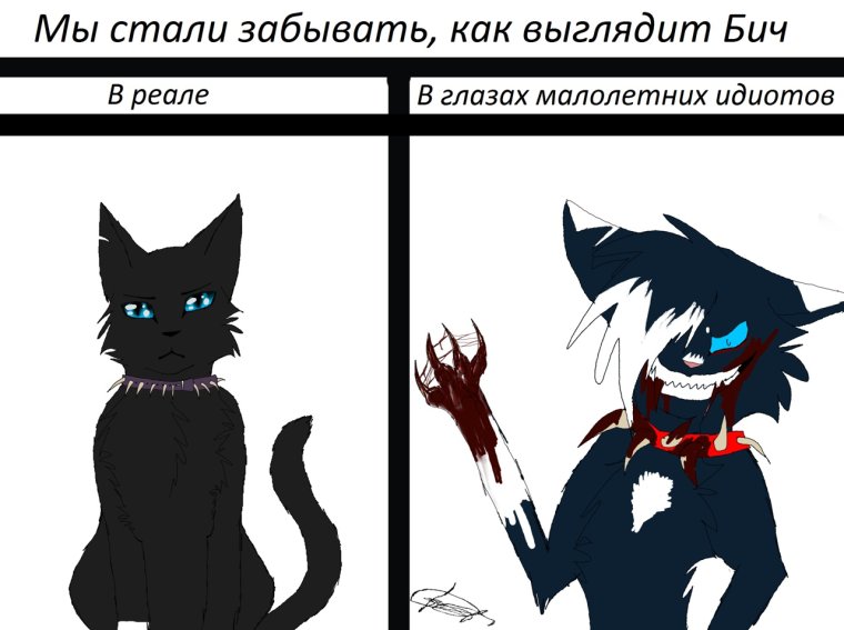 Коты Воители Бич приколы