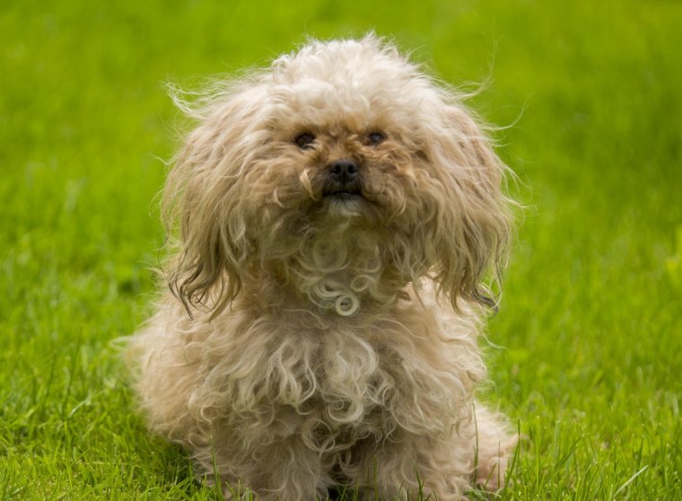 Ирландский Йоркширский терьер