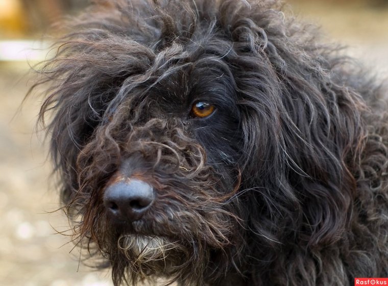 Черный лохматый пес порода