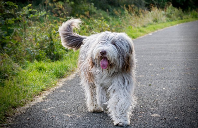 Комондор венгерская овчарка