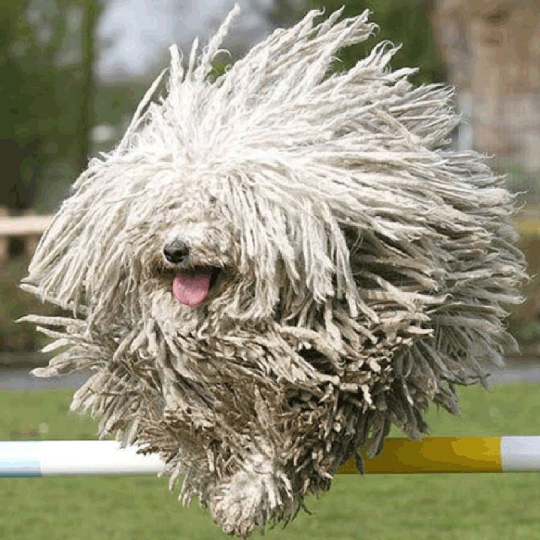 Собака Комондор венгерская овчарка