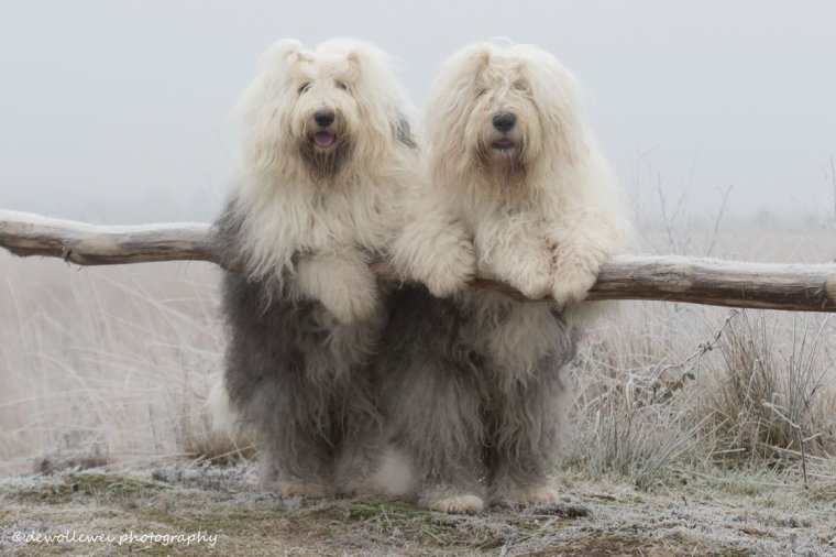 Лохматая собачка