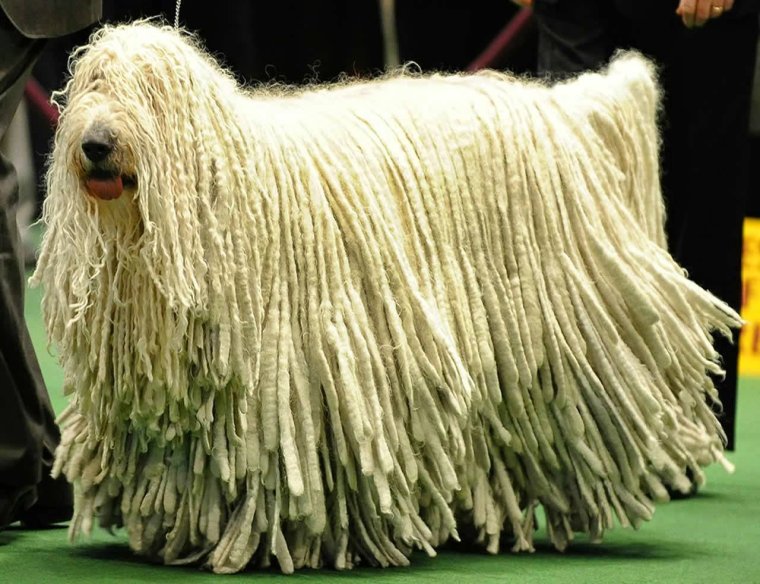 Китайская хохлатая собачка