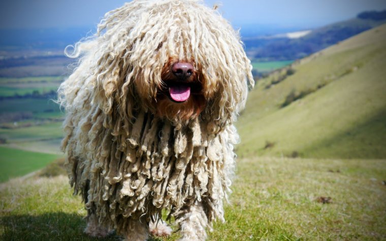 Бергамская овчарка Командор