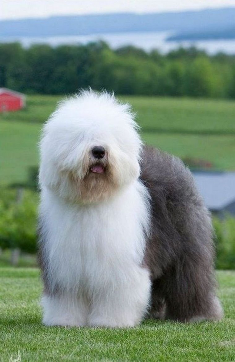 Китайская хохлатая Сэм