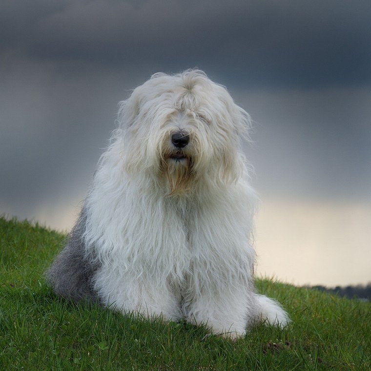 Бобтейл терьер