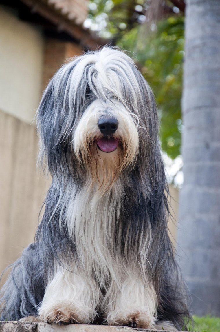 Староанглийская овчарка питомник