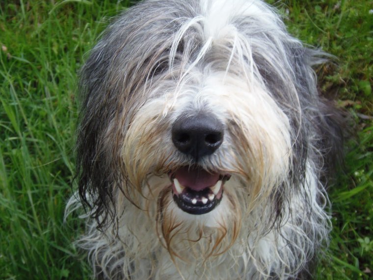 Порода Южнорусская овчарка