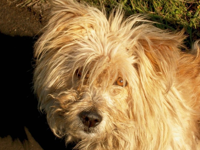 Шотландская бородатая колли