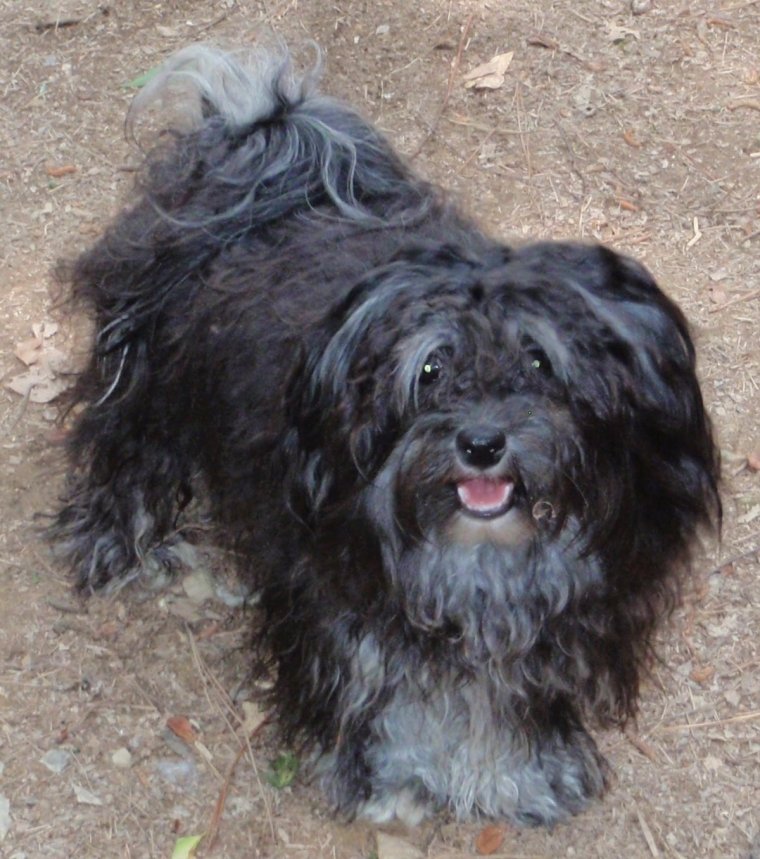 Брюссельский гриффон черный