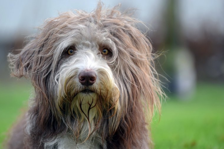 Лохмач терьер