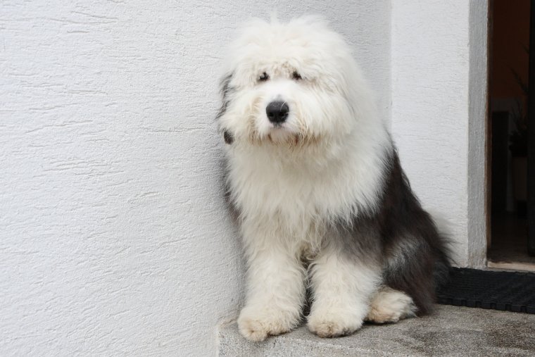 Бобтейл терьер