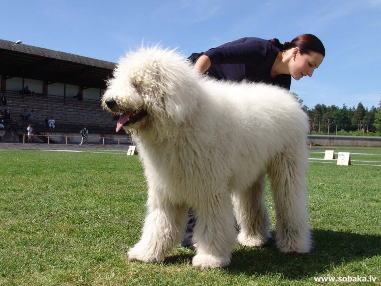 Лохматая собака