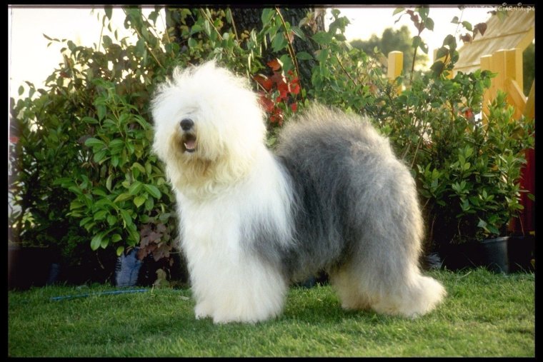 Ньюфаундленд оскал