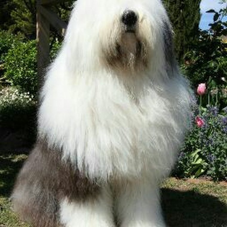 Тибетский мастиф