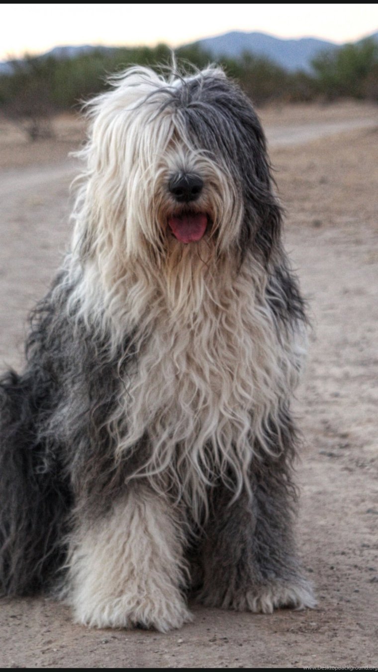 Командор венгерская овчарка щенки