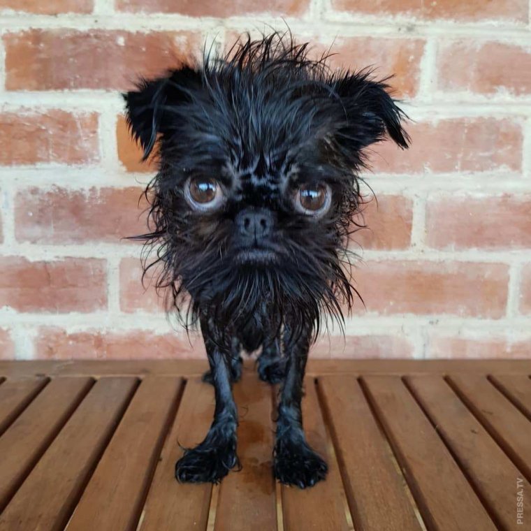 Бородатый колли