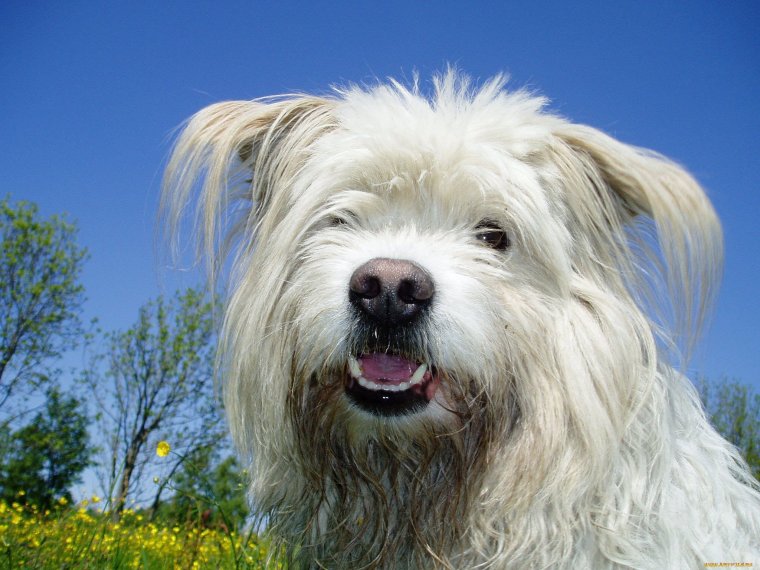 Лхаса Апсо в Тибете