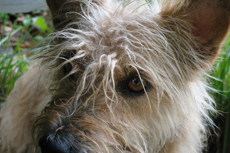 Заросшая собака