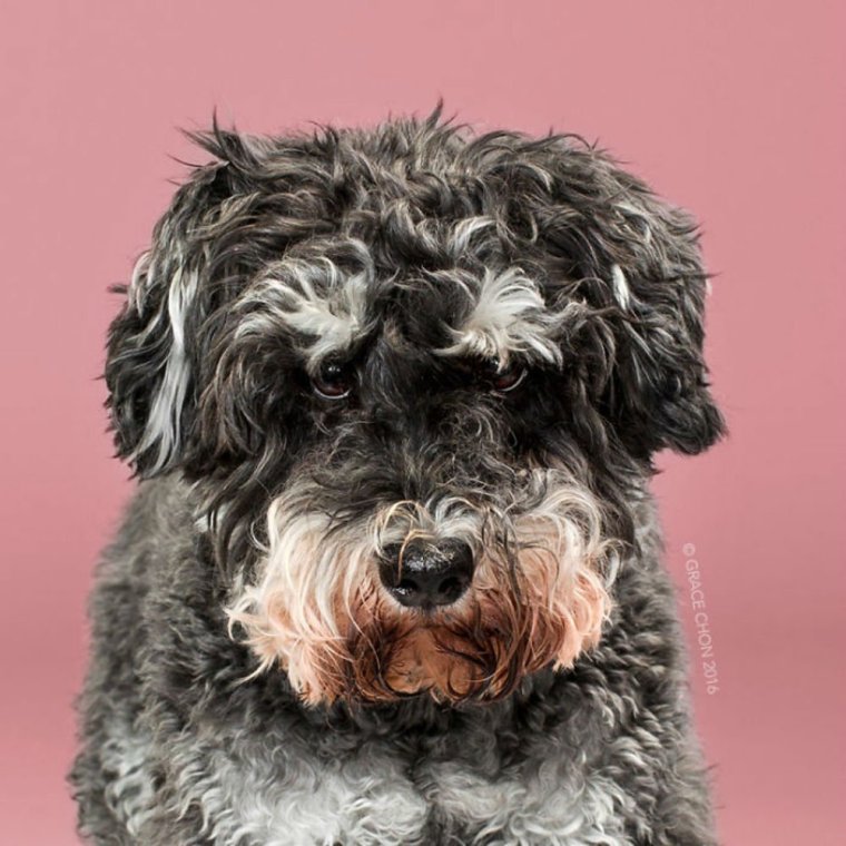 Венгерская пастушья овчарка