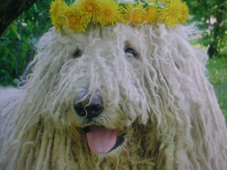 Староанглийская пастушья овчарка