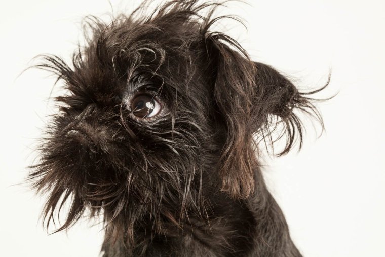 Староанглийская овчарка длинношерстная