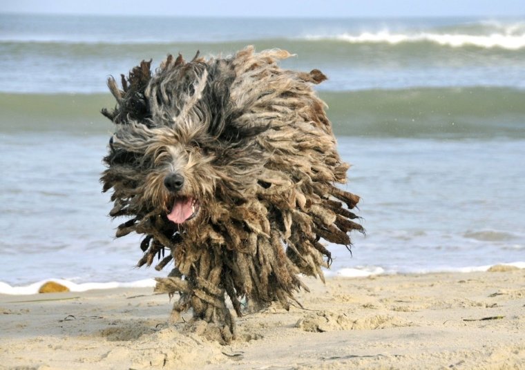 Серый бобтейл собака