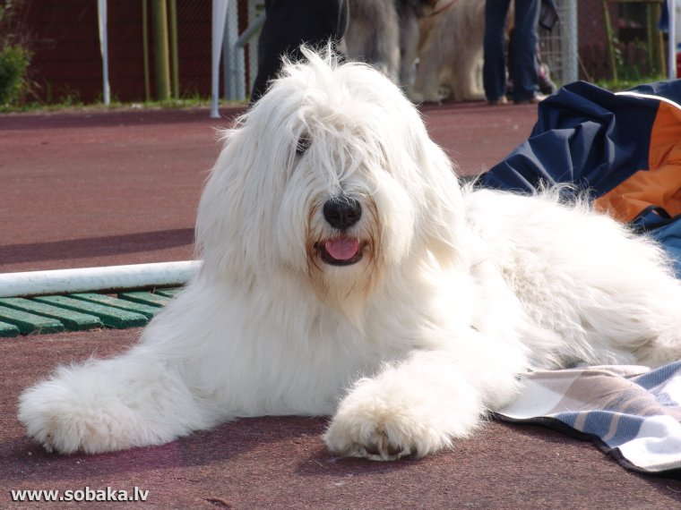 Бергамская овчарка Командор
