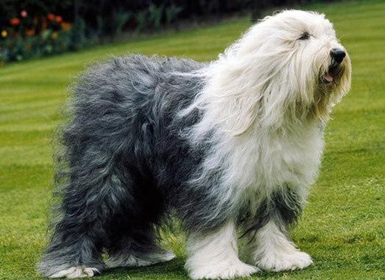 Южнорусская овчарка и бобтейл