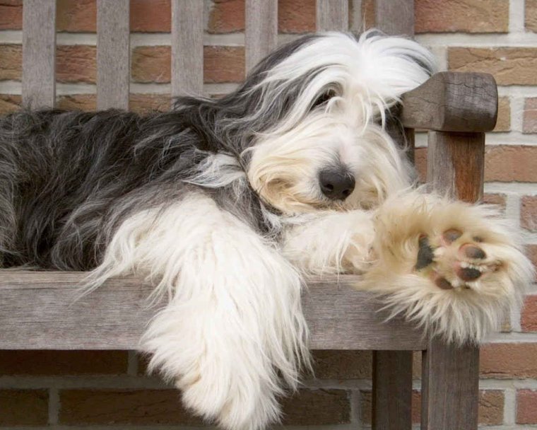 Бельгийский гриффон кальмар