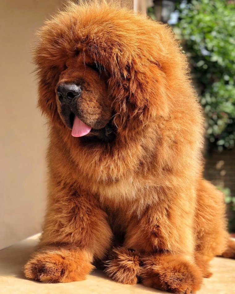 Кензо Афганская борзая