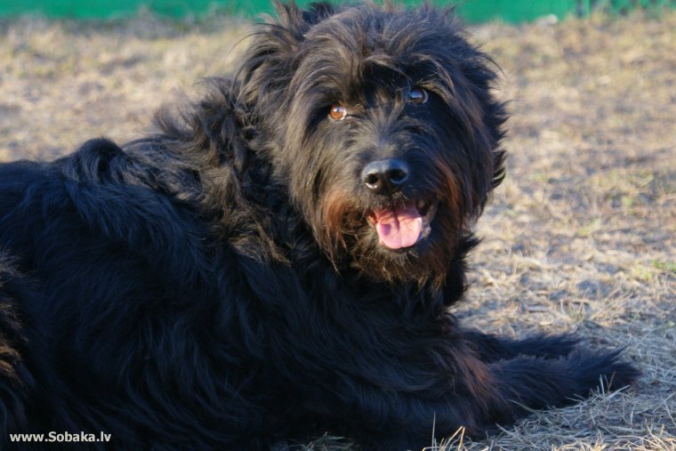 Венгерская овчарка Командор