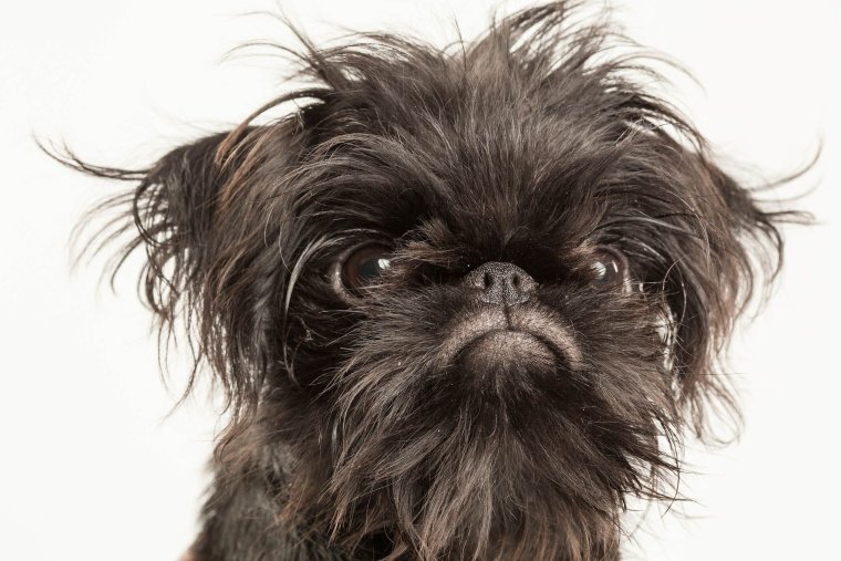 Бриар купированный