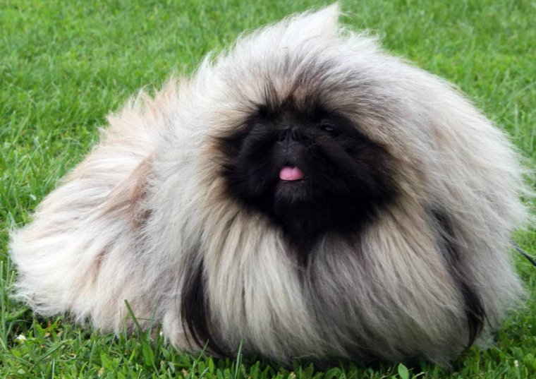 Гриффон собака Аффенпинчер