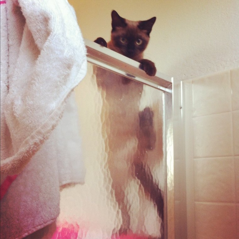 Кошечка в душе